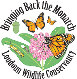 The Loudoun Wildlife Conservancys logo for their monarch butterfly initiative presents a colorful take on the project. Concluded this past August, the project was deemed successful and will continue next year.