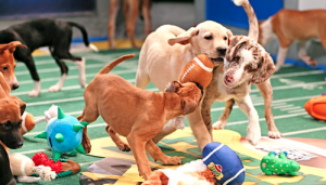 Photo by Allofmywords.com Three puppies fought over a toy during Puppy Bowl X.  This year's dogs are all orphans to promote animal adoption.