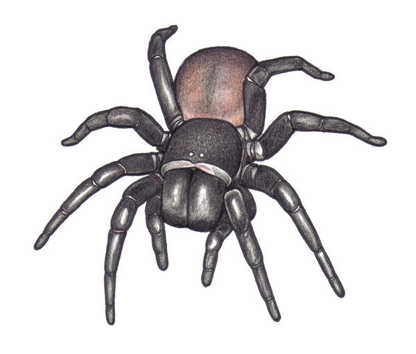 funnel_web_spider_cartoon_by_weaslet_d1i8h5s-fullview