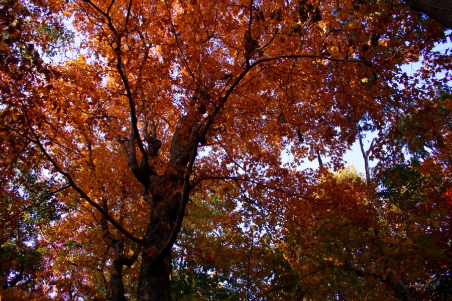 Fall-oak-trees_-_West_Virginia_-_ForestWander