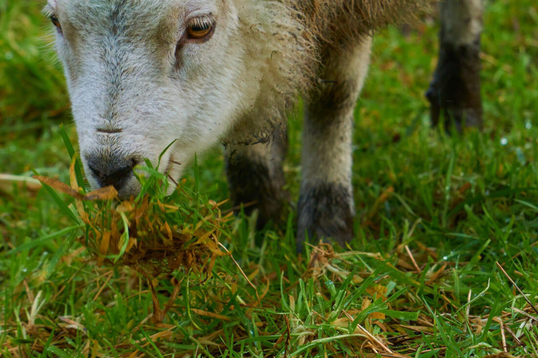 Lamb Mowers, Not Lawn Mowers